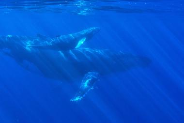 鲸鱼在水下